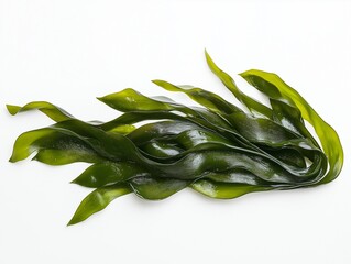 Isolated laminaria, spirulina, fucus, litotamnia seaweed, white background