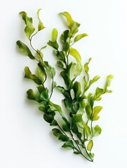 Isolated laminaria, spirulina, fucus, litotamnia seaweed, white background