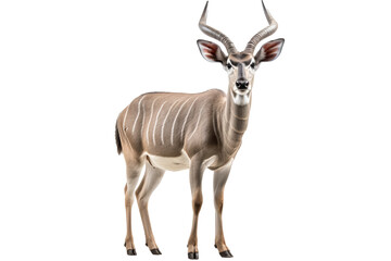 Realistic kudu antelope PNG with detailed horns on transparent background for wildlife and safari-themed designs