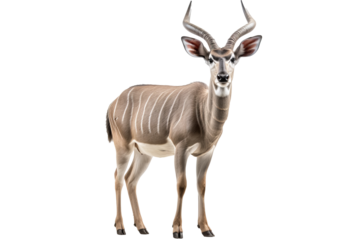 Realistic kudu antelope PNG with detailed horns on transparent background for wildlife and safari-themed designs