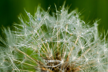 Fototapeta premium Samen vom Wiesen-Bocksbart mit Tautropfen