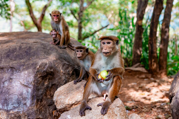 cute little wild monkeys in Sri Lanka