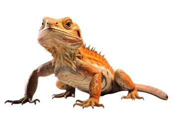 High-quality central bearded dragon PNG with transparent background for digital designs and creative projects