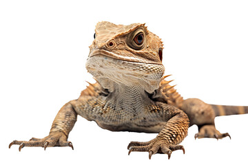 Obraz premium High-quality central bearded dragon PNG with transparent background for digital designs and creative projects