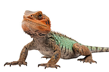 Fototapeta premium High-quality central bearded dragon PNG with transparent background for digital designs and creative projects