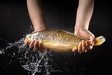 High speed photography shot of a chef catching a fish with splashing water, indoor black background