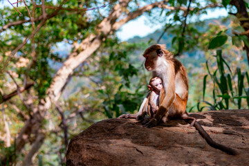 cute little wild monkeys in Sri Lanka