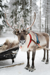 Travellers enjoy the tranquility of the white forest as they engage in ecotourism activities, feeding reindeer and exploring the stunning winter scenery.