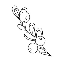 Vector. Outline drawing of a blueberry plant. Twig with leaves and berries. Doodle illustration. Design element for logo, cards, invitations, menus, packaging, posters