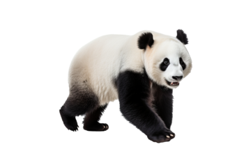 Adorable high-resolution panda isolated on transparent background for wildlife-themed designs and cute animal illustrations featuring iconic black and white bear for creative projects