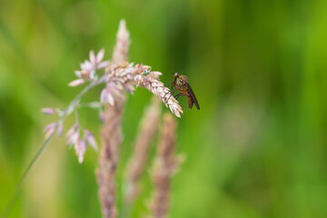 Dance fly sat on velvetgrass seed head. County Durham, England, UK.