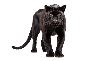 Majestic black jaguar isolated on transparent background for wildlife design projects featuring stealthy and powerful big cats in high-resolution, ideal for exotic animal and nature-themed concepts