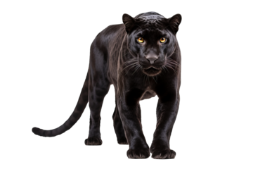 Majestic black jaguar isolated on transparent background for wildlife design projects featuring stealthy and powerful big cats in high-resolution, ideal for exotic animal and nature-themed concepts