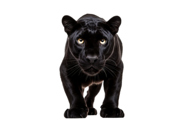 Majestic black jaguar isolated on transparent background for wildlife design projects featuring stealthy and powerful big cats in high-resolution, ideal for exotic animal and nature-themed concepts