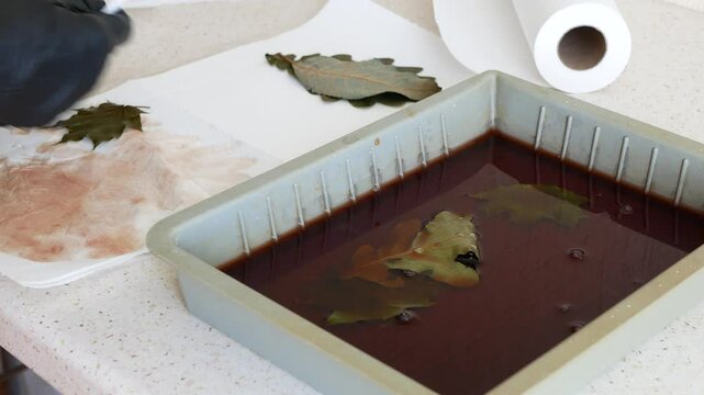 Person takes leaves soaked in an alum solution, and dries them, selective focus. Preparing the natural materials for ecoprinting