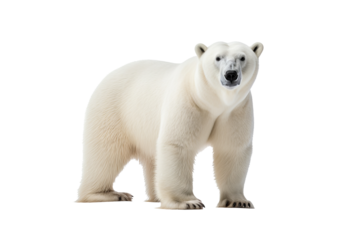 High-resolution polar bear isolated on transparent background for wildlife illustrations and arctic animal design projects featuring majestic and powerful ice habitat creatures