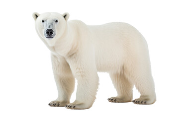 Fototapeta premium High-resolution polar bear isolated on transparent background for wildlife illustrations and arctic animal design projects featuring majestic and powerful ice habitat creatures