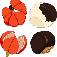 Guarana fruits. Superfood ingredient for energy drink. Natural organic hand drawn colored isolated vector illustration	