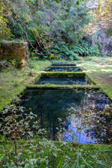 Cyanide ponds at the abandoned luck at last gold mine, Coromandel Peninsula, New Zealand
