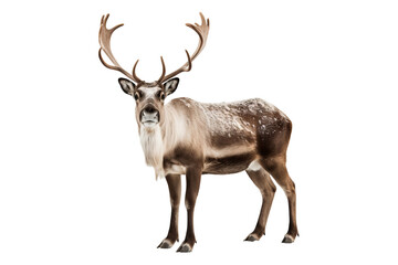 High-resolution peary caribou isolated on transparent background for wildlife conservation designs, educational projects, and nature-themed illustrations featuring arctic mammals and unique animal