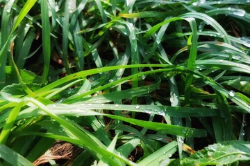 Light Morning Dew On Green Grass. Rain Dew Drops Sparkling In Sun On Lawn Grass. Pan.