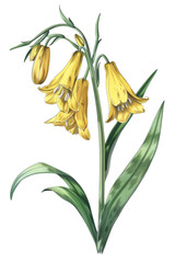 Bouquet of colorful Bluebell flowers with lush green leaves, watercolor art and botanical illustrations, PNG transparent background