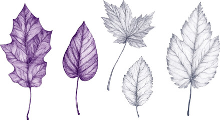 Fototapeta premium A set of vector drawings with various leaves in purple and gray tones on a white background
