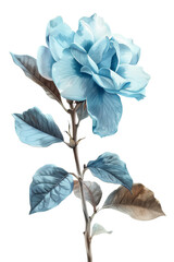 Beautiful vintage illustration of a Gardenia , flowering plant with blooms and vibrant green leaves, perfect for nature-themed projects, watercolor art, PNG transparent background