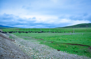 Obraz premium Highway through green grassland with a herd of yaks