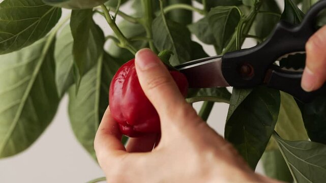 Close-up of woman hand using kitchen scissors to cut ripe red bell peppers from a branch, showing importance of home gardening and natural fresh products.