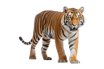 Majestic tiger isolated on transparent background, perfect for wildlife conservation, animal art projects, and bold graphic design concepts featuring the fierce beauty of big cats