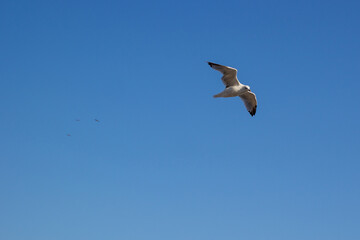 a seagull in the blue sky