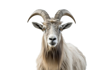 Obraz premium Majestic mountain goat isolated on transparent background for wildlife and nature-themed design projects featuring alpine animal illustrations and natural habitats