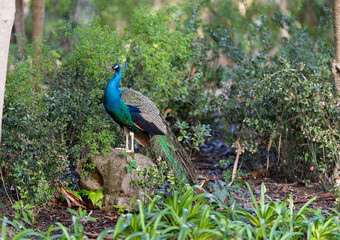 Fototapeta premium Peacock perched on a rock in a lush green garden