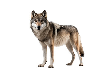 Obraz premium Fierce red wolf isolated on transparent background for wildlife illustrations, nature-themed designs, and animal graphics featuring majestic canine predators in high-quality PNG format