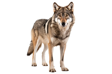 Obraz premium Fierce red wolf isolated on transparent background for wildlife illustrations, nature-themed designs, and animal graphics featuring majestic canine predators in high-quality PNG format