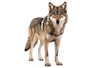 Fierce red wolf isolated on transparent background for wildlife illustrations, nature-themed designs, and animal graphics featuring majestic canine predators in high-quality PNG format