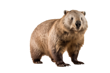 High-resolution common wombat isolated on transparent background for wildlife conservation projects, animal illustration designs, and nature-themed digital artworks featuring endangered species