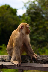 cute little wild monkey in Phuket next to a big Buddha