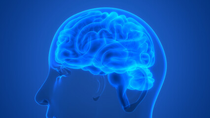 Central Organ of Human Nervous System Brain Anatomy