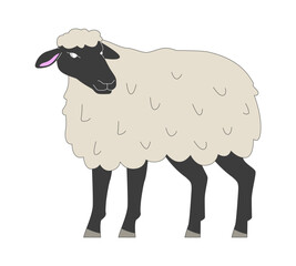 Black faced sheep standing 2D cartoon character. Expensive breed of farm animals cultivation. Livestock husbandry isolated animal flat vector on white background. Spot illustration colorful
