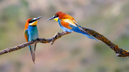 Bee-eater, Merops apiaster, Mediterranean Forest, Castilla y Leon, Spain, Europe