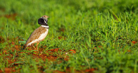 Little Bustard, Bustard, Tetrax tetrax, Mediterranean Forest, Castilla La Mancha, Spain, Europe