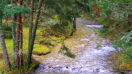 Eresma River, Scot Pine Forest, Sierra de Guadarrama National Park, Segovia, Castile and Leon, Spain, Europe