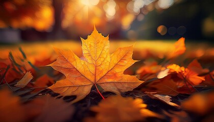 yellow maple leaf on the ground against yellow trees, autumn concept, close-up