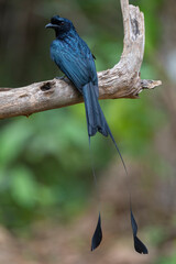Greater racket-tailed drongo bird