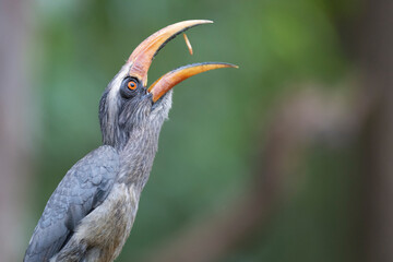 Malabar grey hornbill