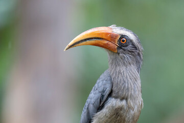 Malabar grey hornbill