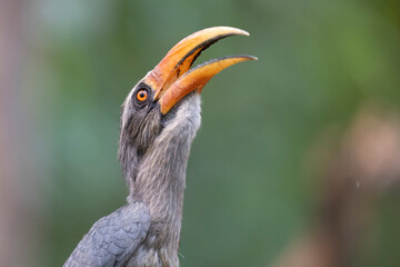 Malabar grey hornbill © Staffan Widstrand