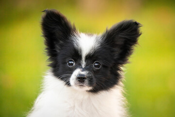Beautiful black and white Chihuahua puppy Toy Papillon portrait against the backdrop of a green garden